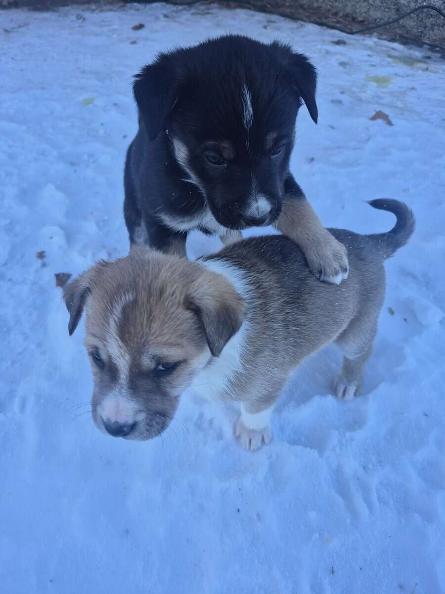 Blue Heeler Mom and German Shepherd Dad puppies image 21