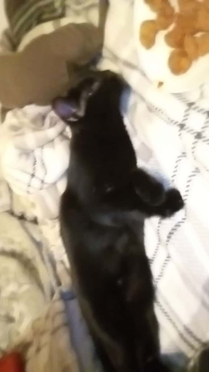Young cat image 1