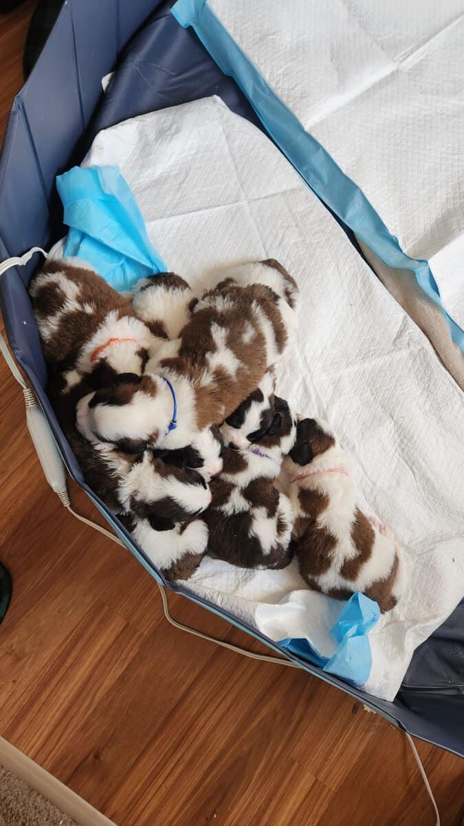 Saint Bernards for Sale image 1