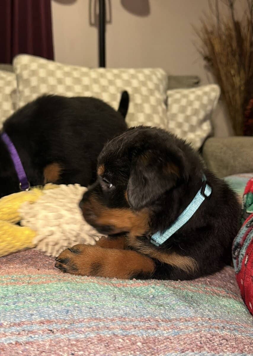Ready AKC Rottweiler Puppies, no deposit image 5
