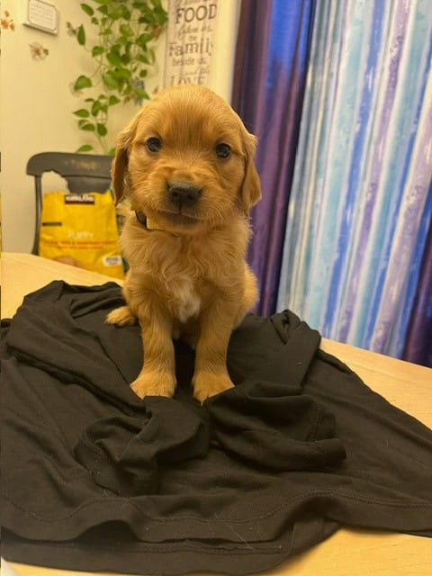 Golden Retriever Puppies image 7