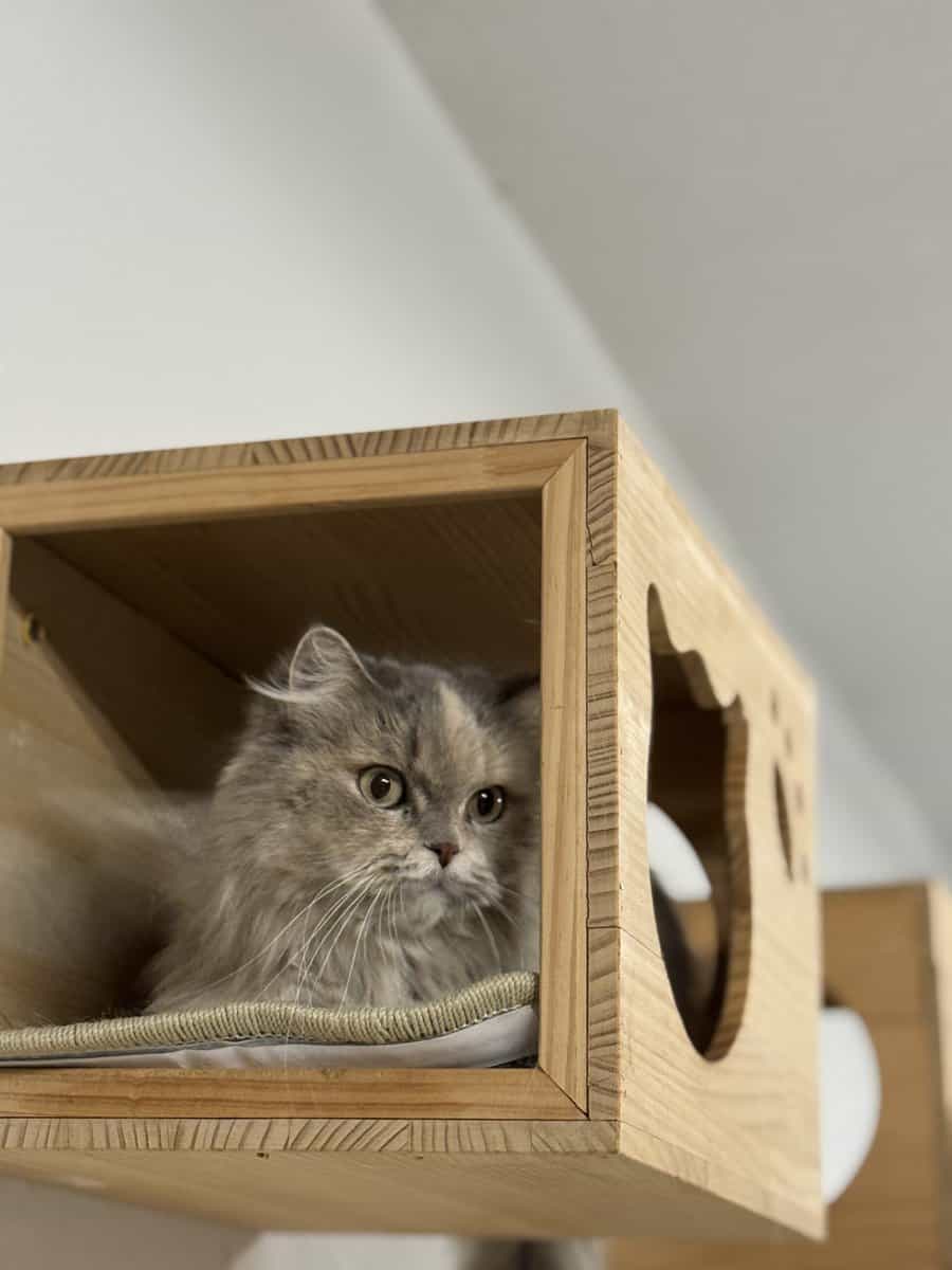 Beautiful long fur Scottish Straight female cat image 4