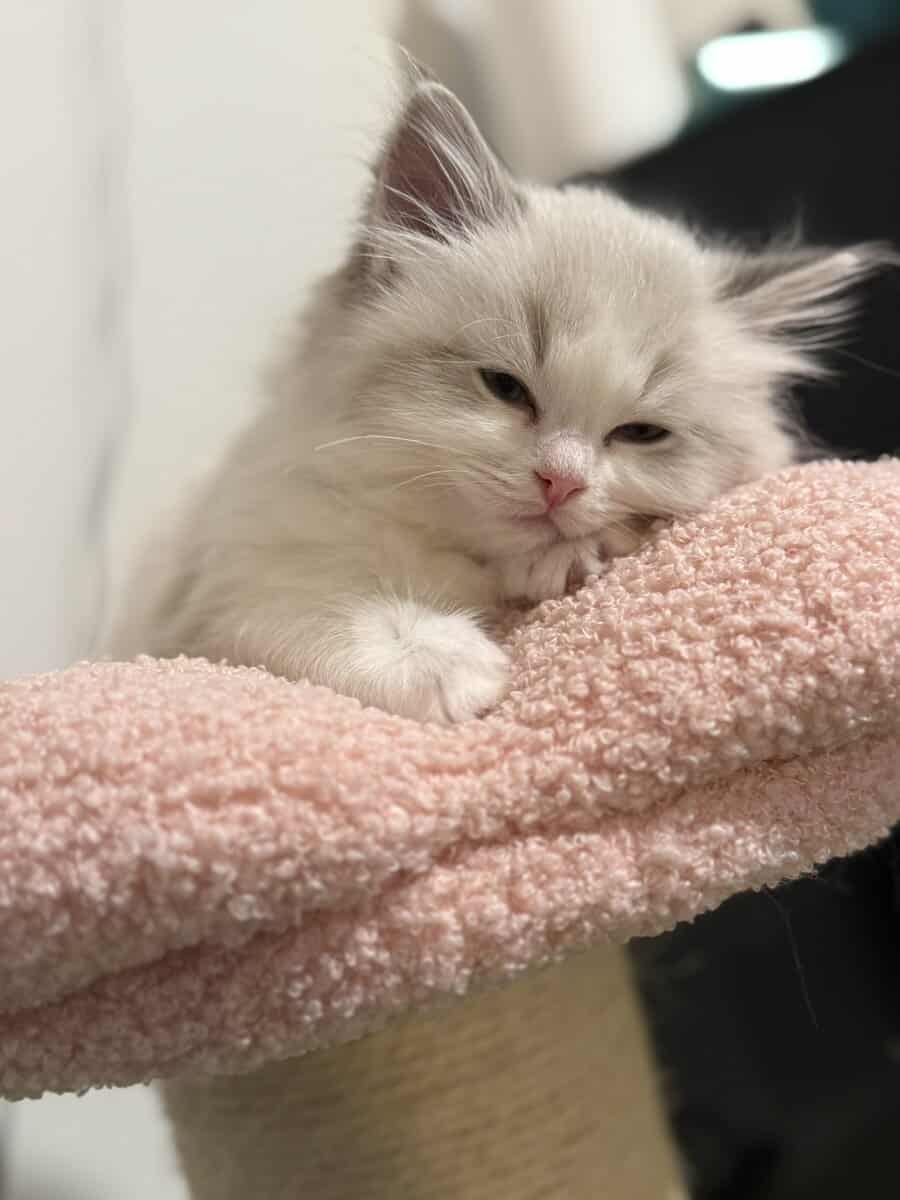 Available Blue Point Bicolor Ragdoll Kittens image 9