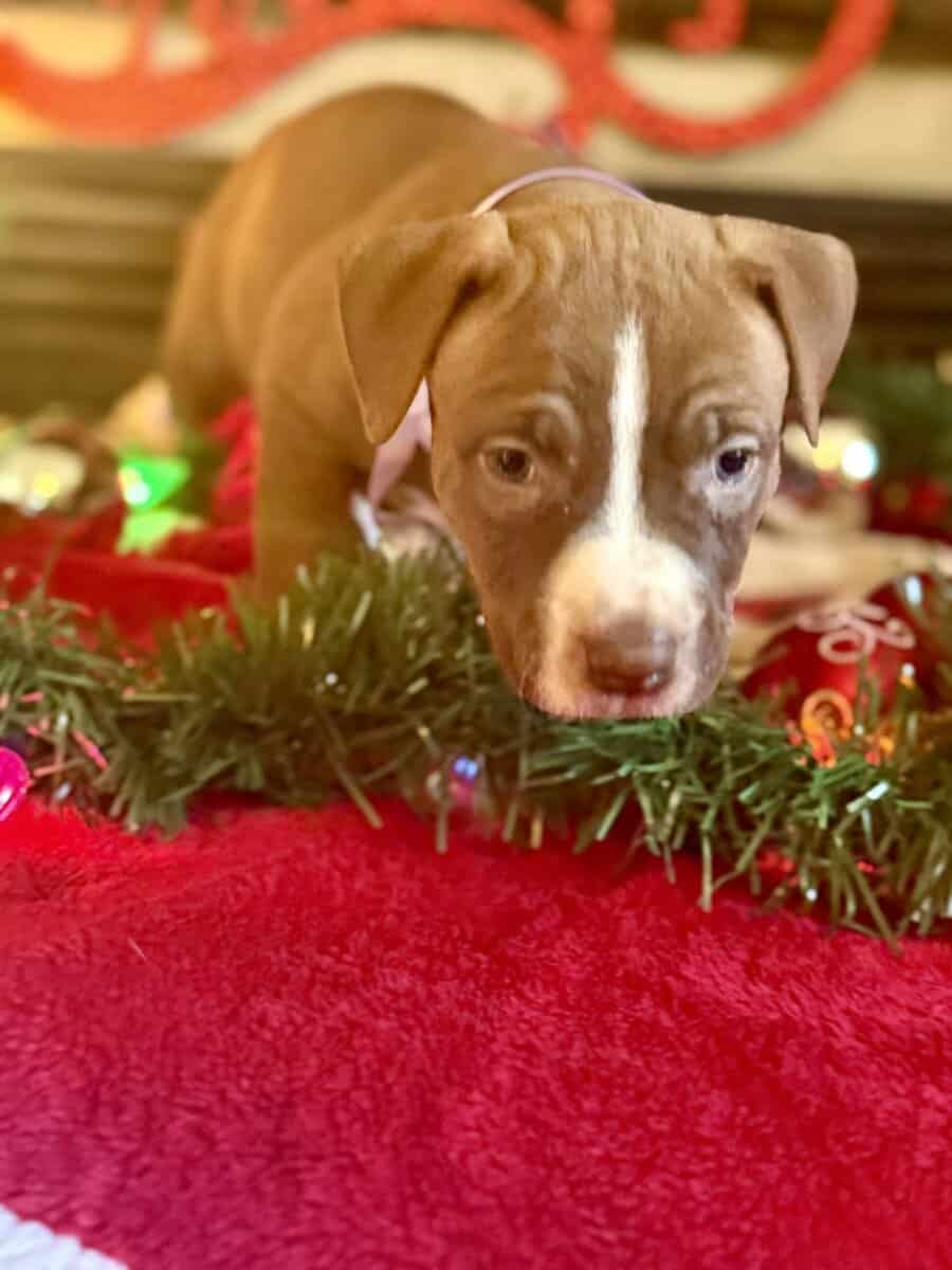 Chocolate Pitbull image 5