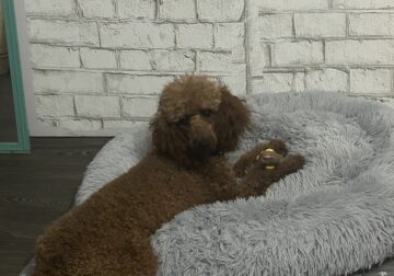 Purebred Red Mini Poodle