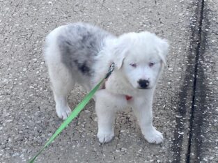 Mini Australian Shepherd mickey, AKC