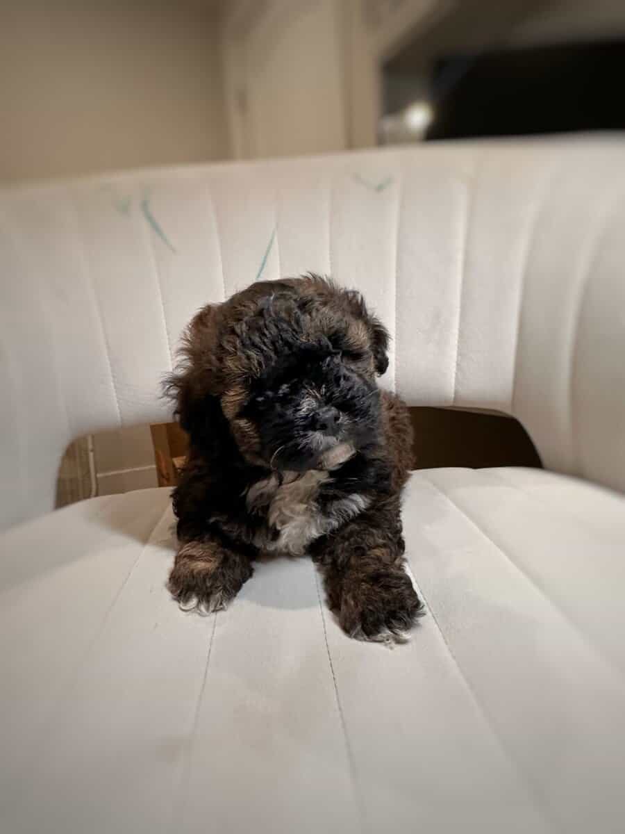 Tri-Colored 8 Week Old Shih-Poo Puppy image 9