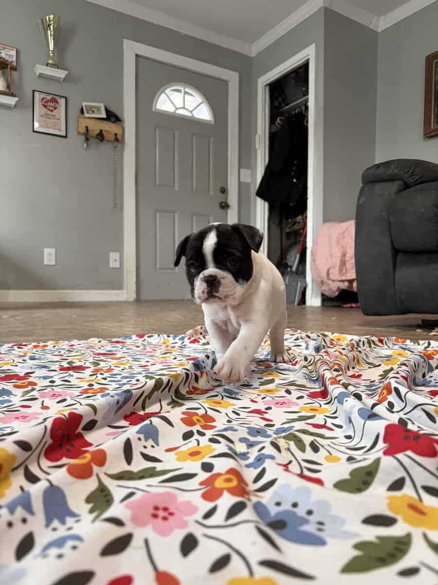 French English Bulldog puppies image 18