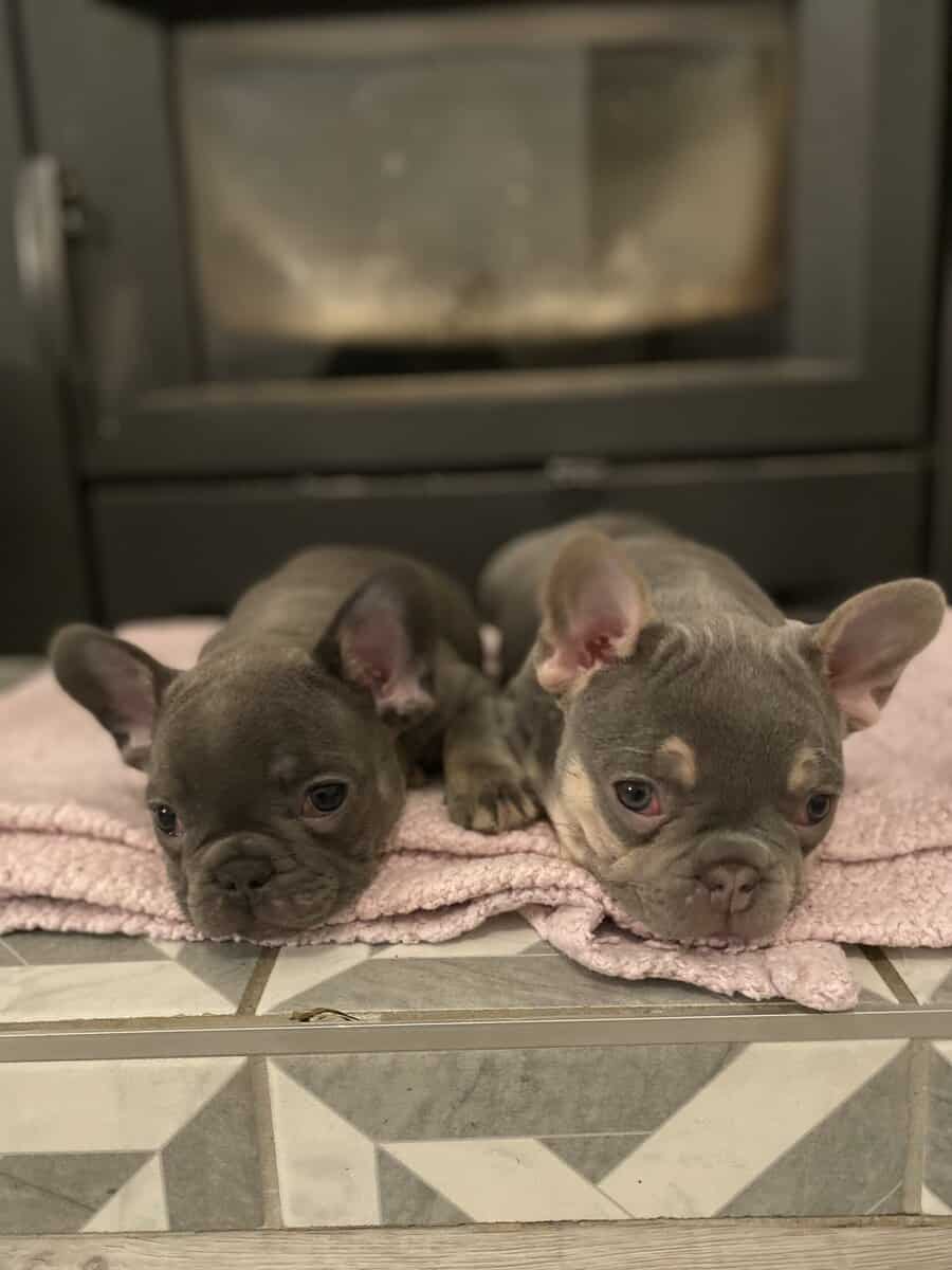 French Bulldog Lilac Male image 3