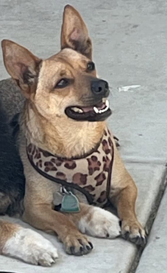 Chihuahua mix needs a good new home (Roseville) image 2