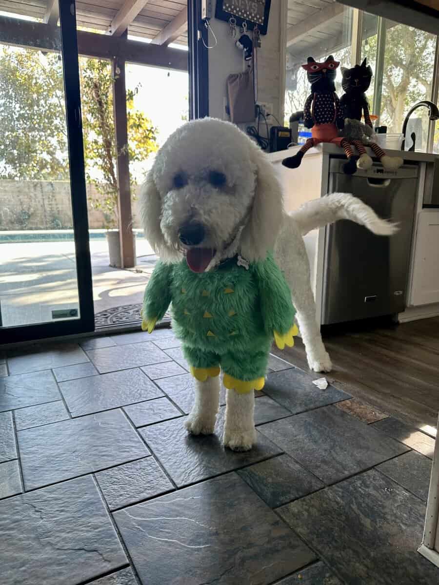 I year old male Golden Doogle image 3