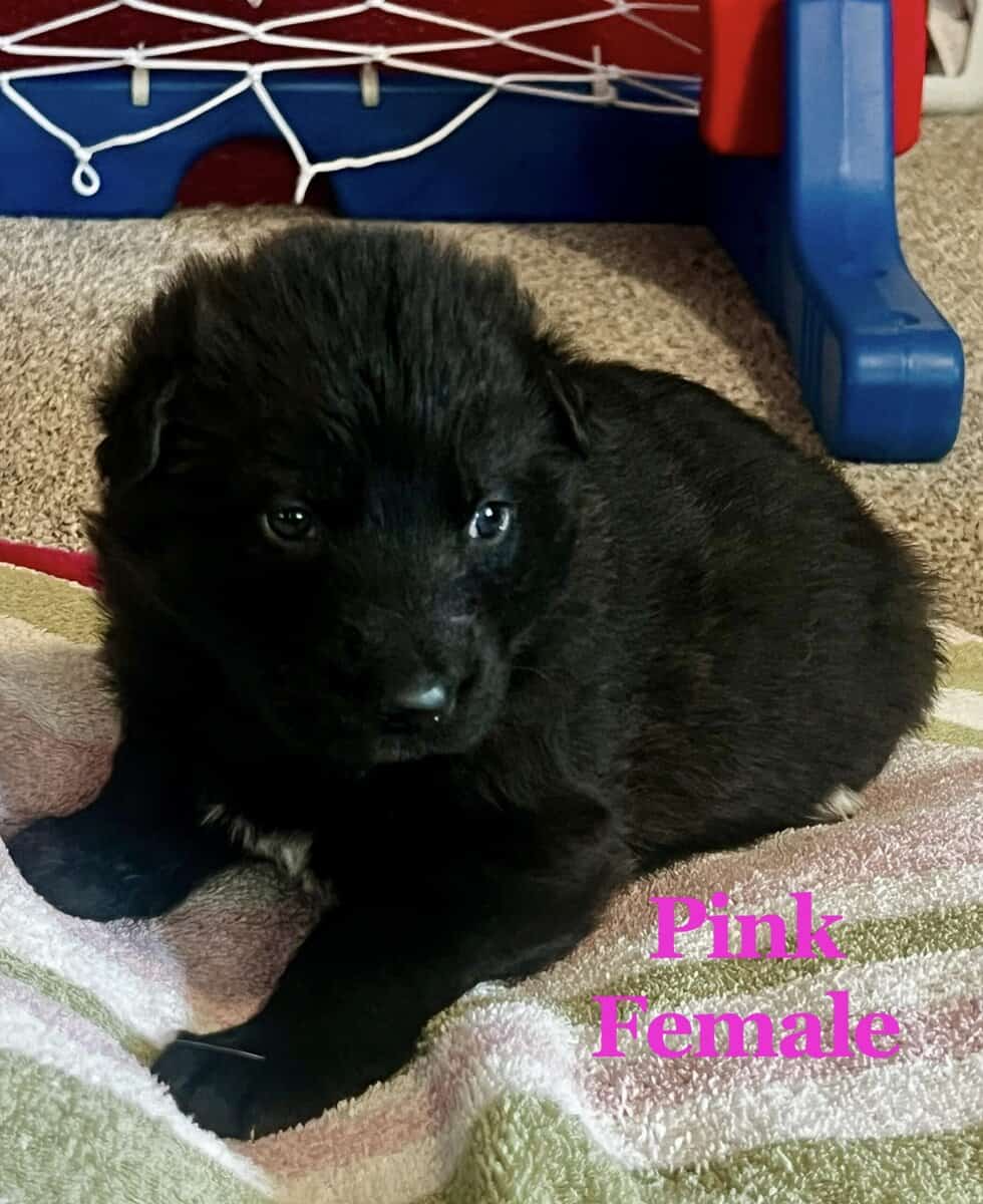 Black and Sable German Shepherd Puppies image 7