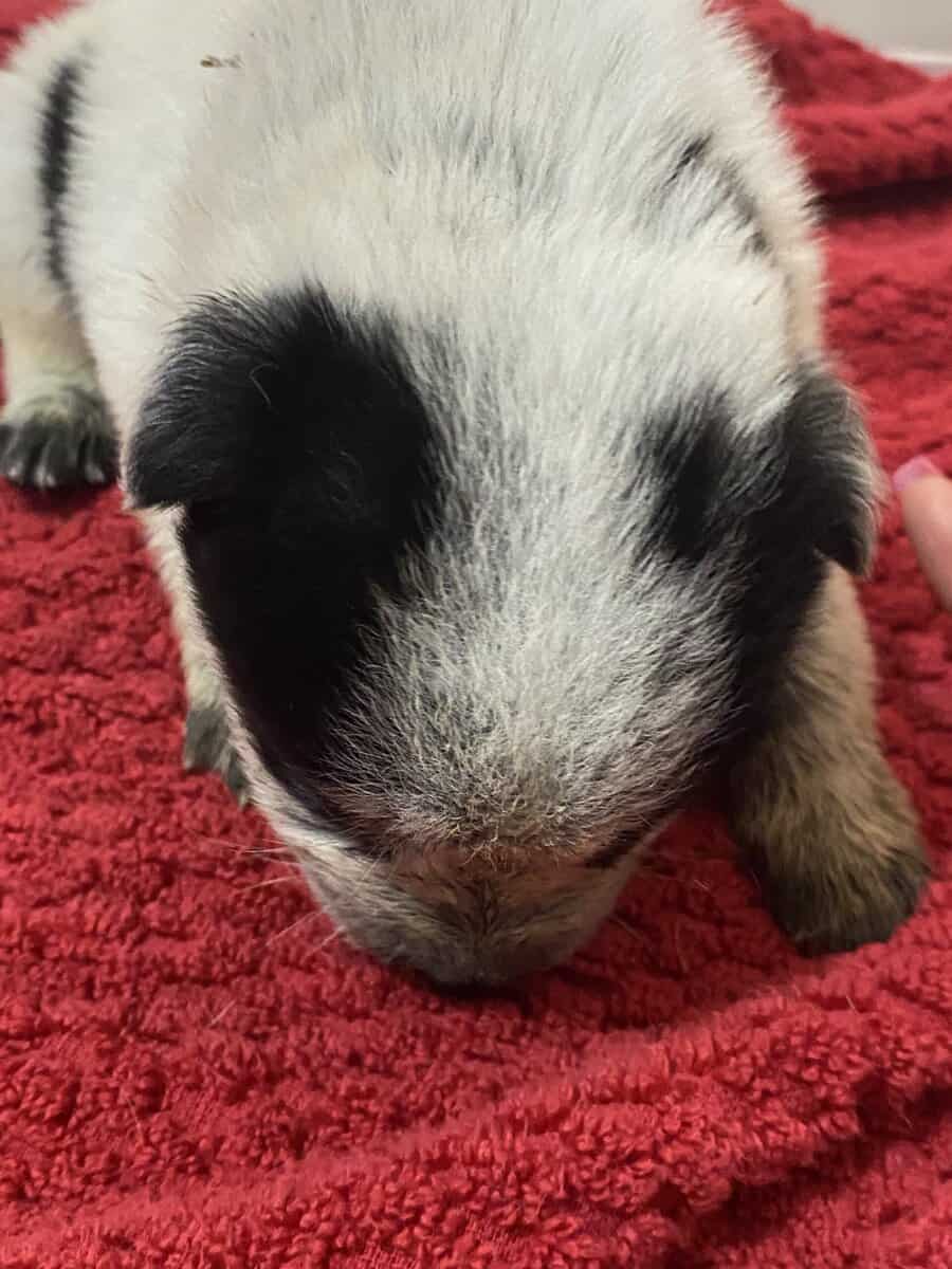 Australian Caddle pups for sale image 6