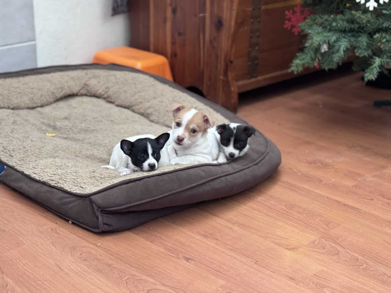 Pomchi puppies image 2