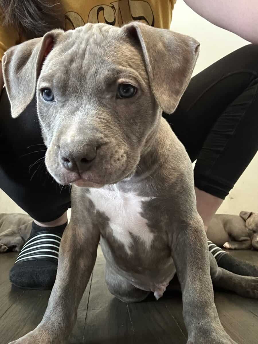 Rehoming 7 pit bull puppies image 1