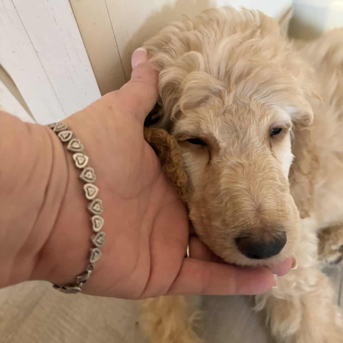 AKC standard poodle puppies image 17