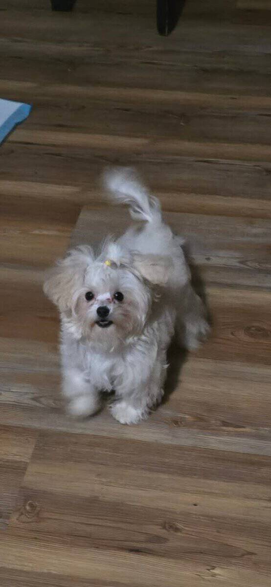 MORKIE image 1