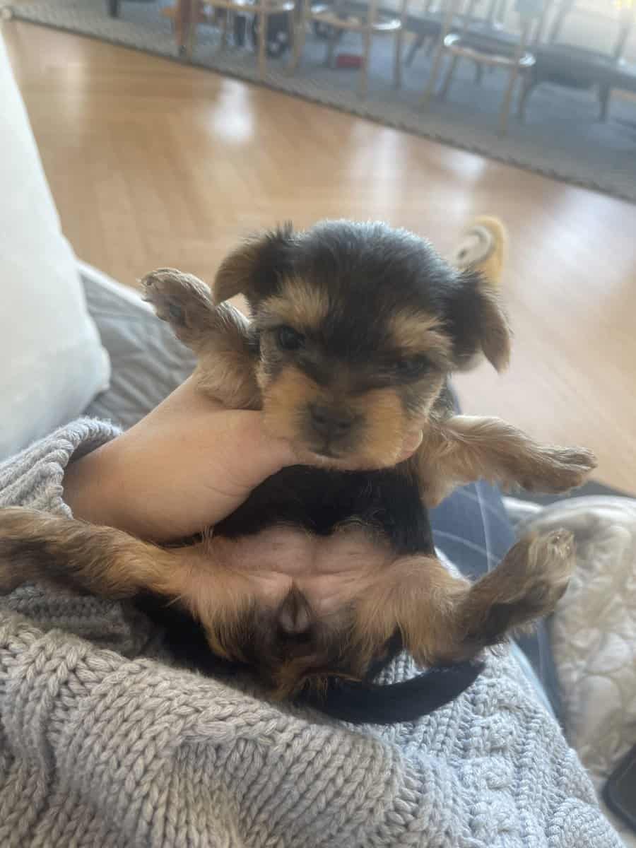 Yorkie puppies for sale image 3