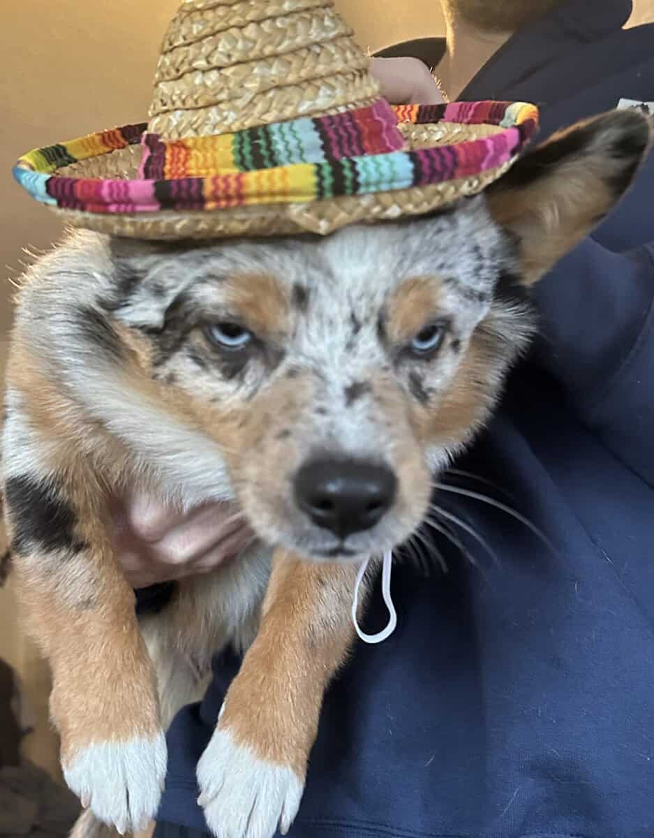 Aussie Corgi image 1