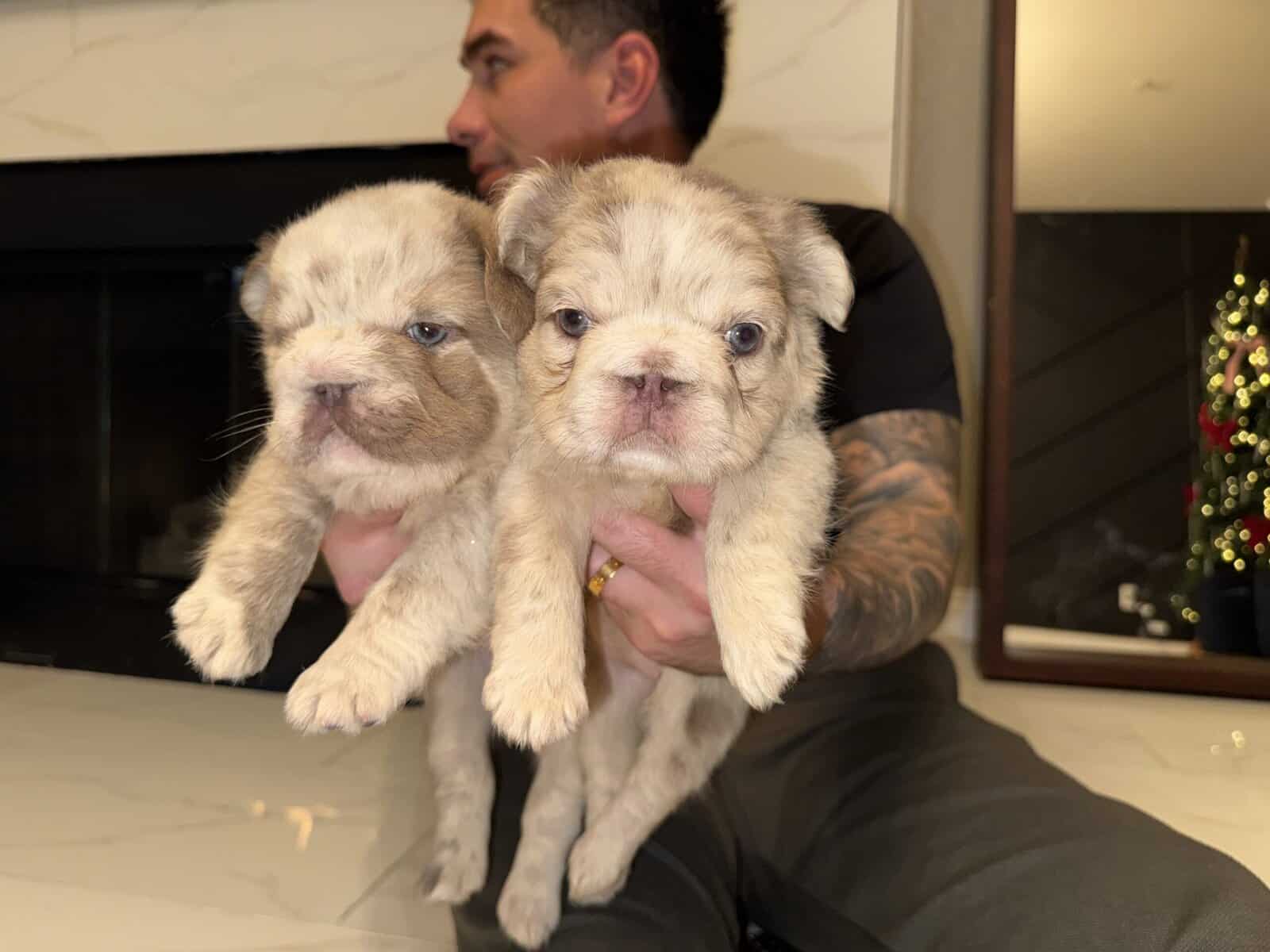 French Bulldog Fluffies image 1