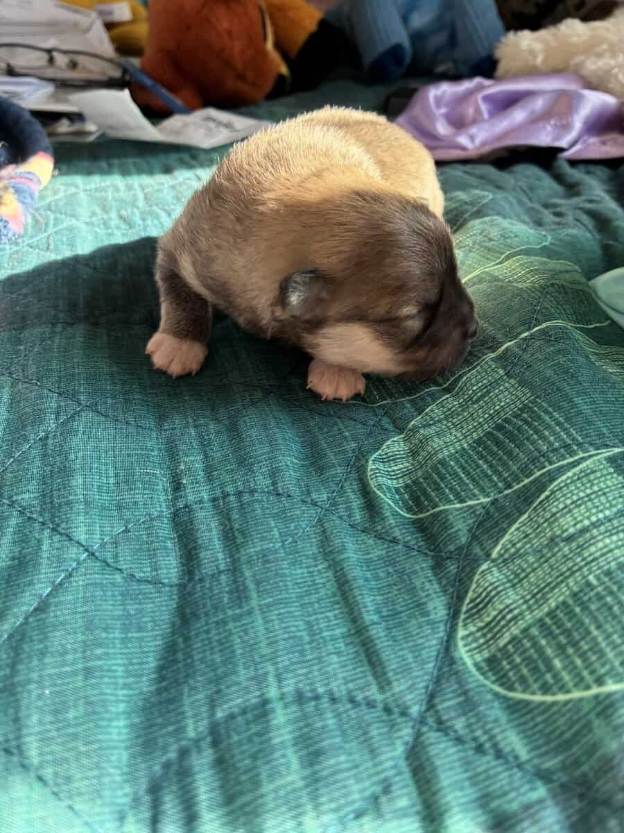 Pomeranian puppies image 3
