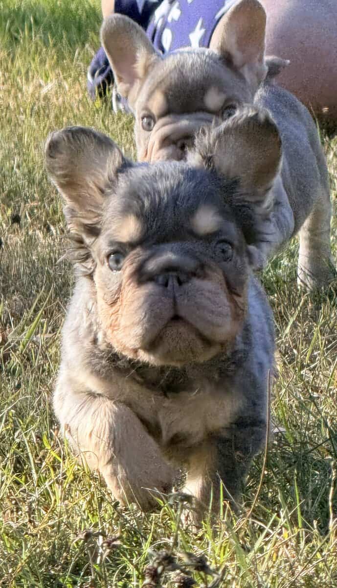 French Bulldog image 5