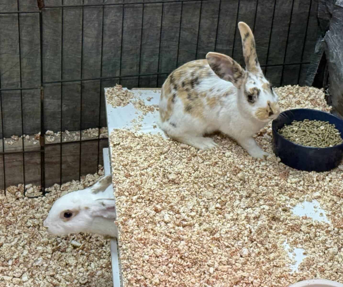 New Zealand Bunny Kits — Sweet, Chunky, & Ready No image 4