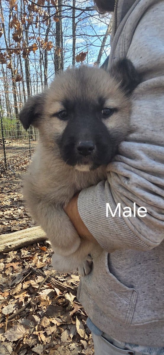 Pyrenees Mix Puppies in need of a home image 3