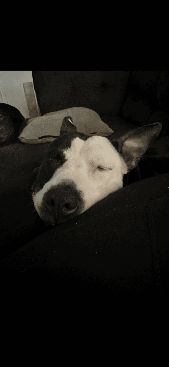 Daisy needs a home! image 4
