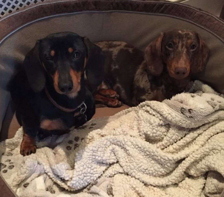 Male dachshund puppy image 6