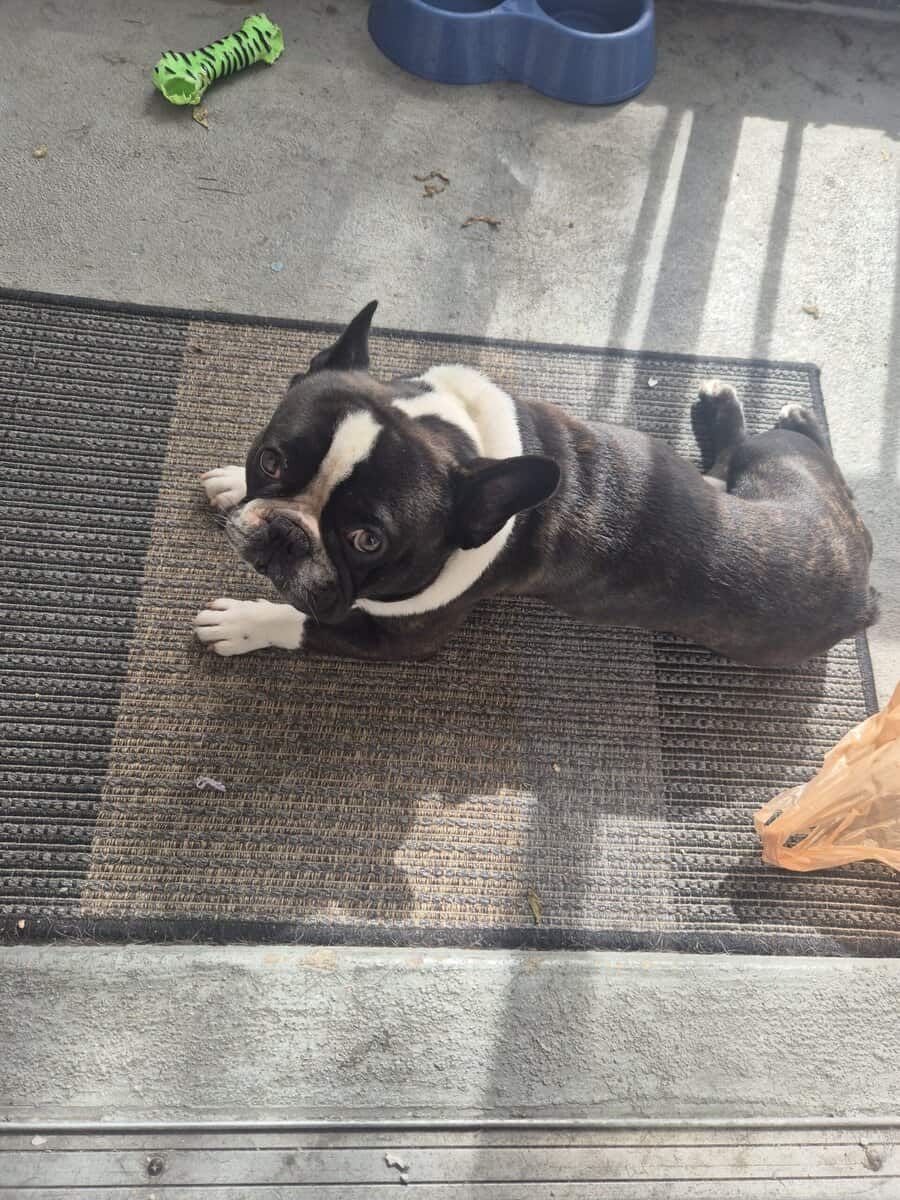 French Bulldog image 1