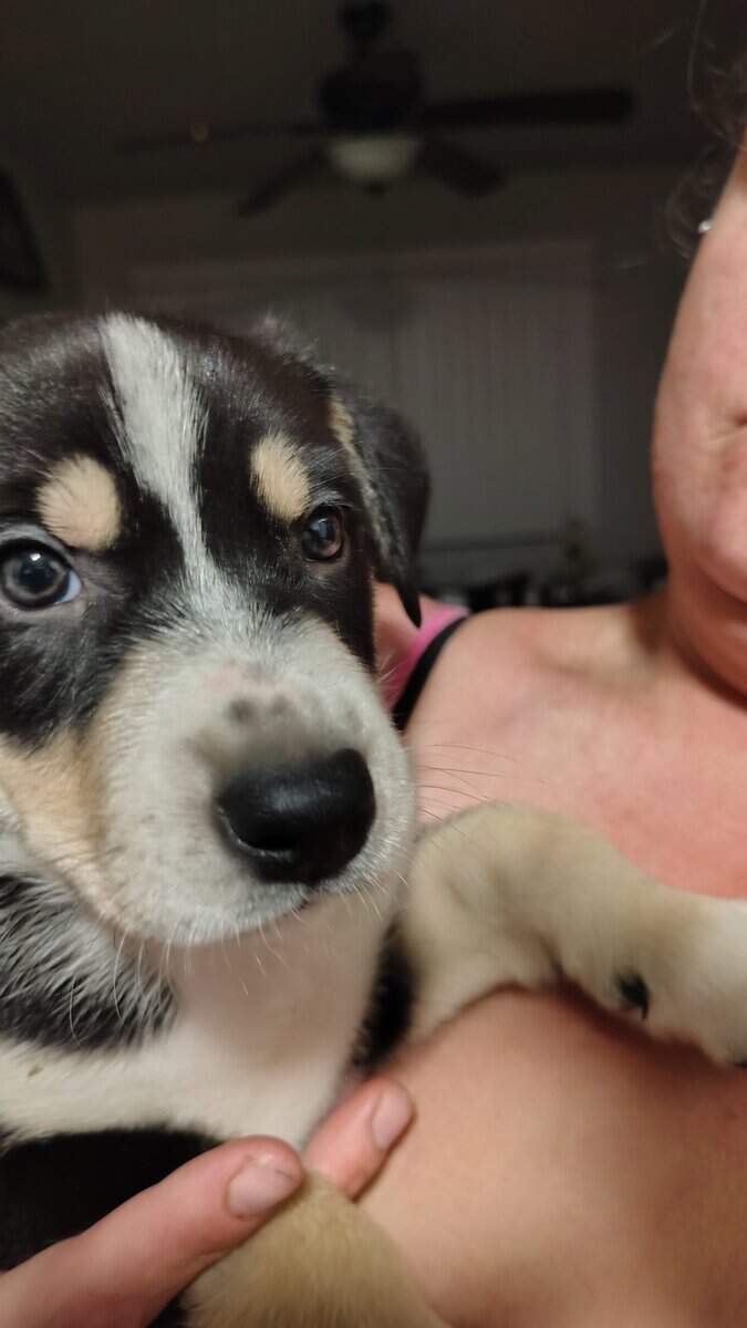 6 puppies image 1