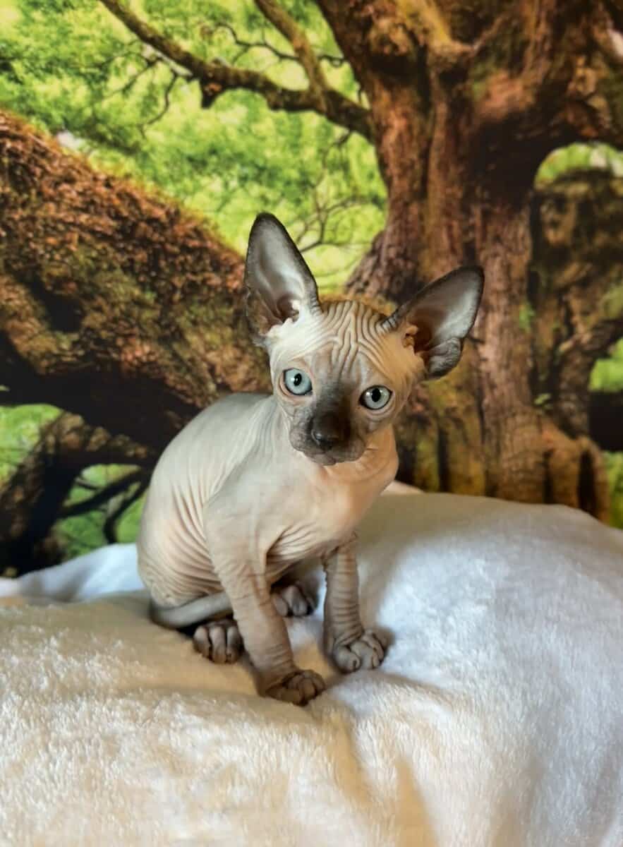 Sphynx kitten image 2