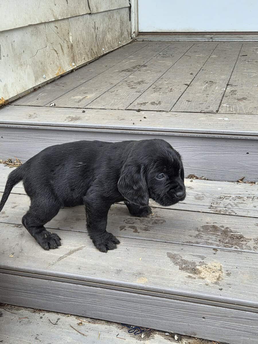 Labrador/Cocker Spaniel Puppies image 3
