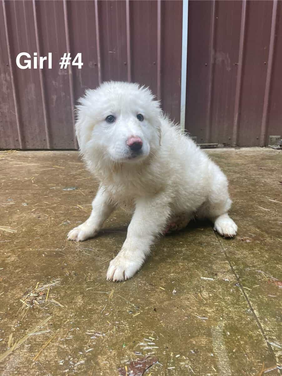 Great Pyrenees puppies image 11
