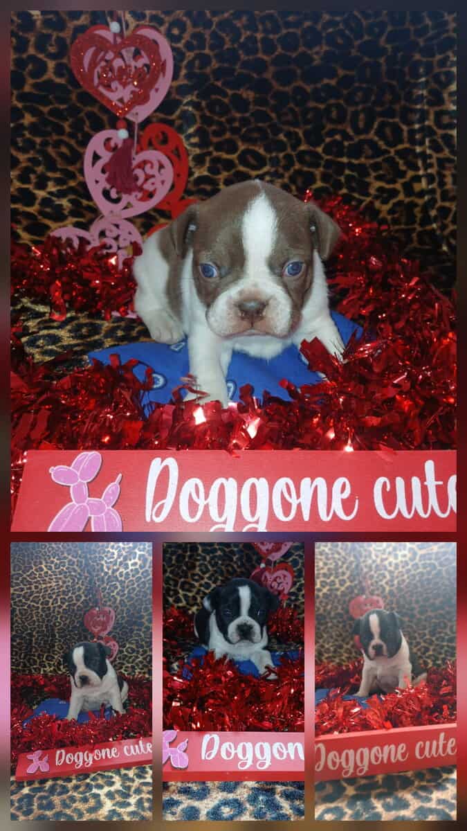 Puppies image 1