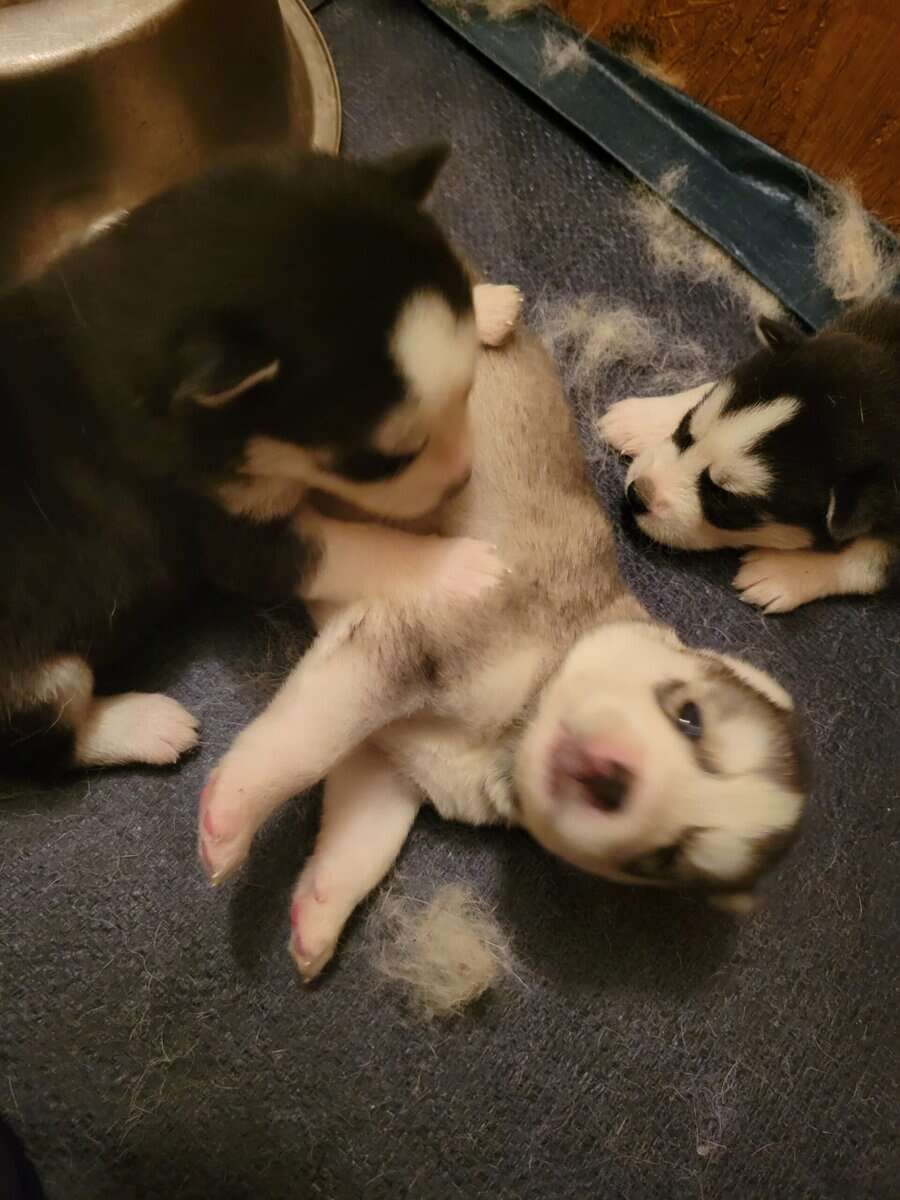 Siberian-husky puppies image 4