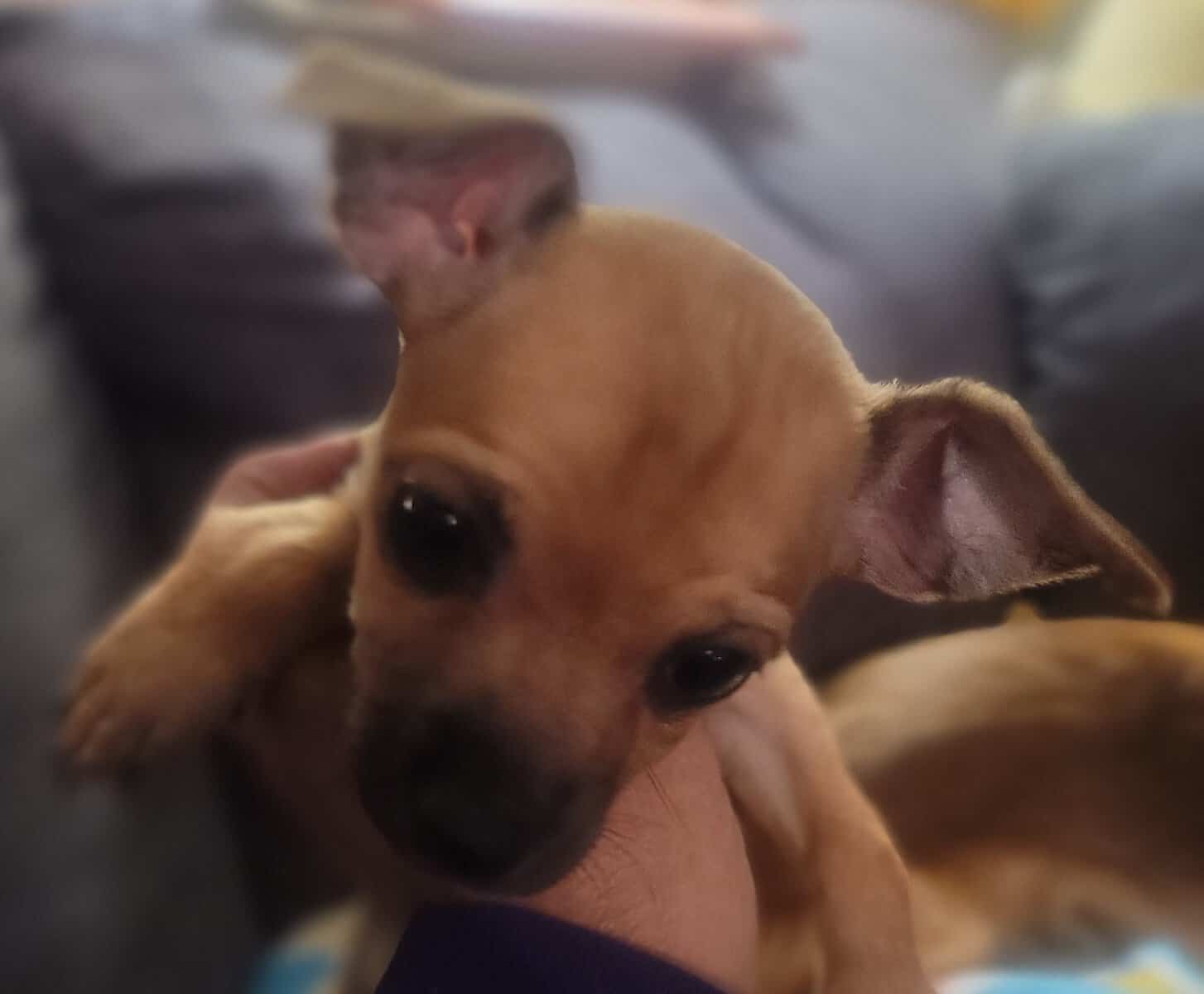 Chihuahua female shorthair image 2