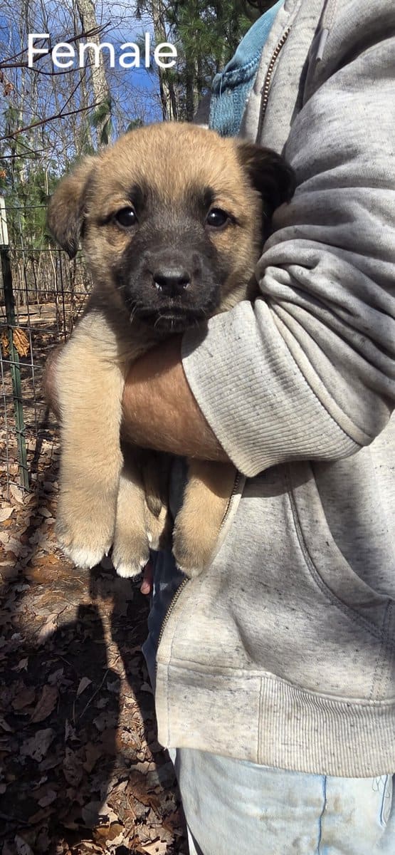 Pyrenees Mix Puppies in need of a home image 2