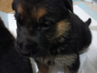 German Shepherd Puppies