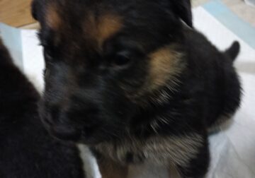 German Shepherd Puppies