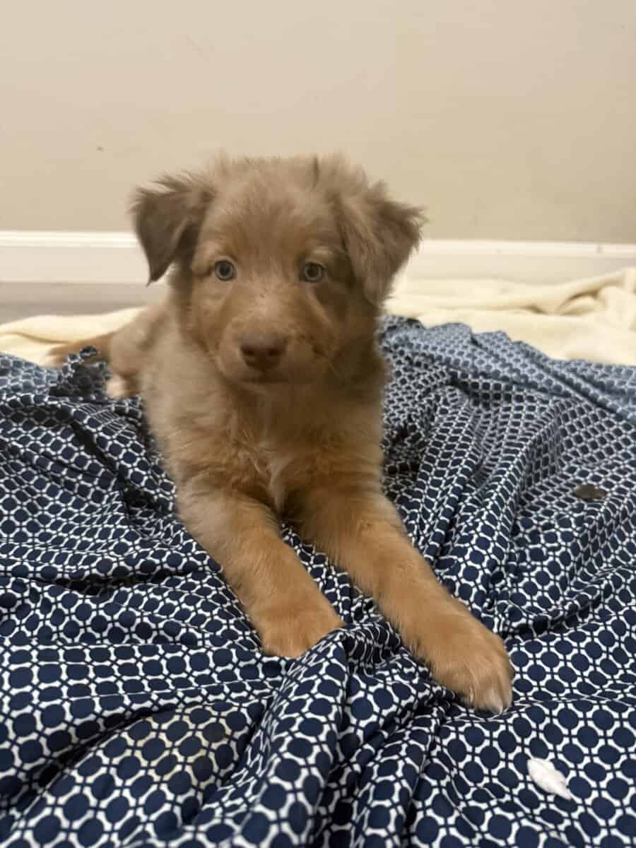 Australian Shepherd Red Merle Male Puppy image 1