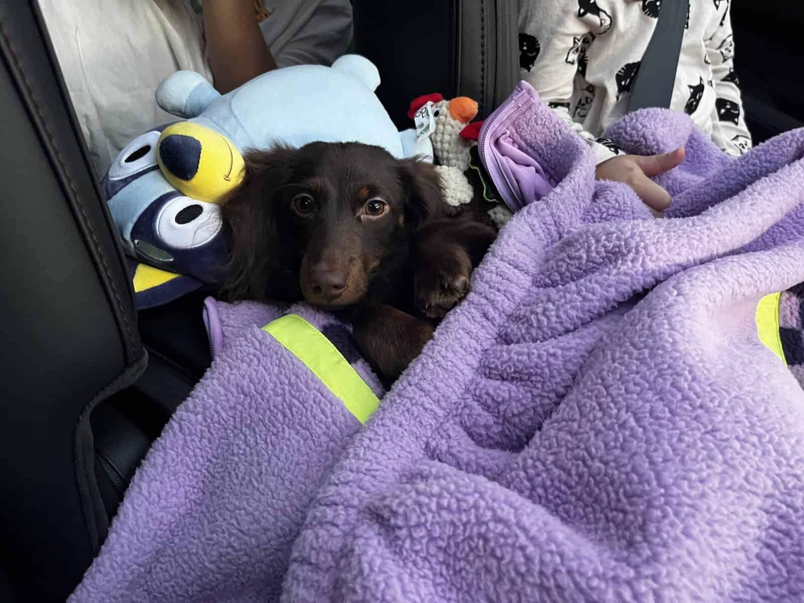 Mini Dachshund Puppy 10 months image 7