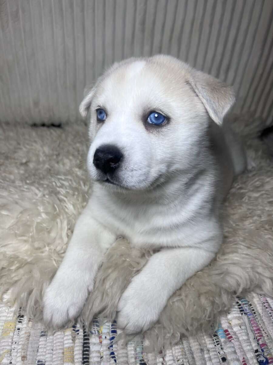 Husky-Pom Mix image 3