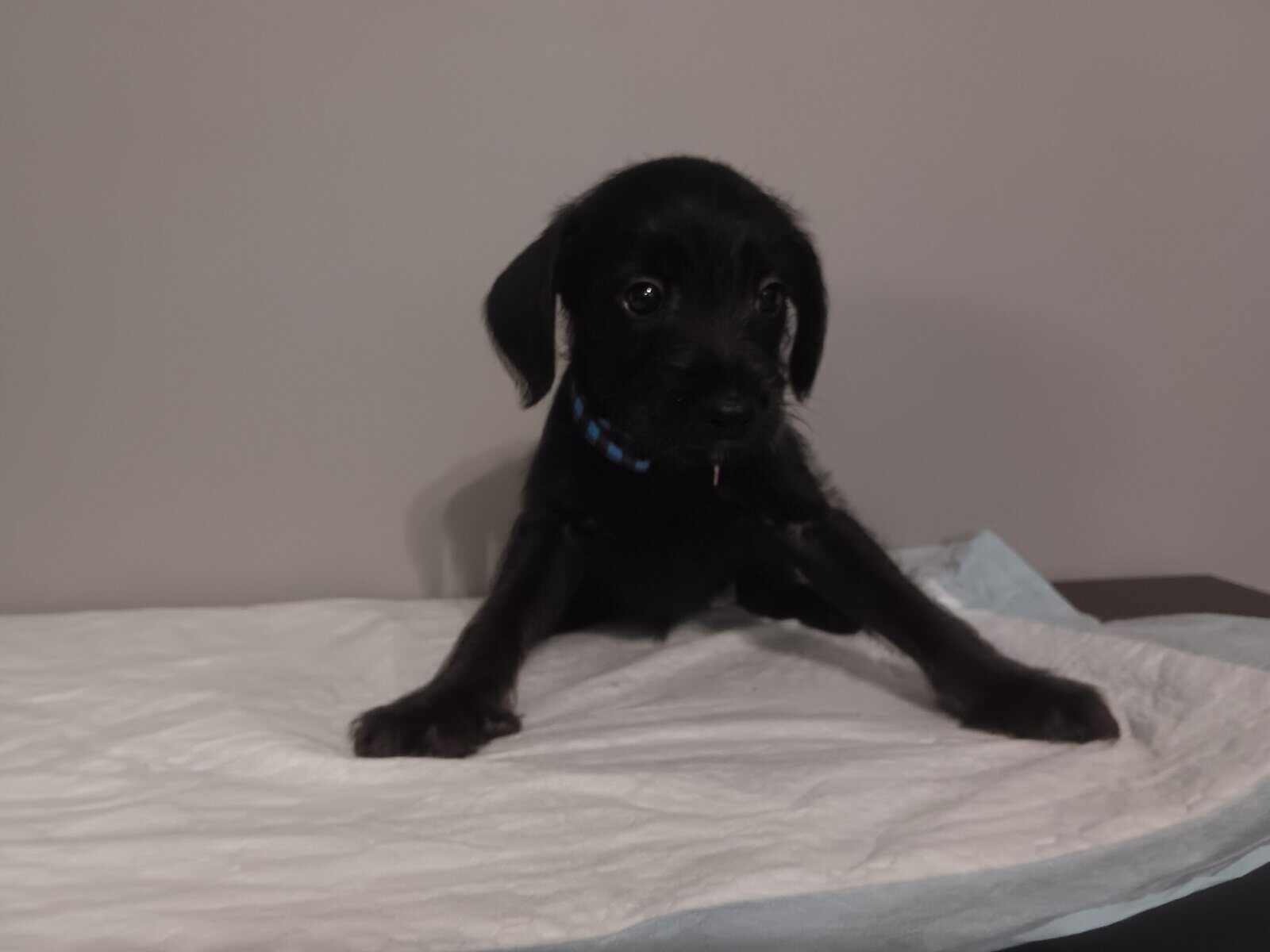 Miniature schnauzer/mix puppies image 7