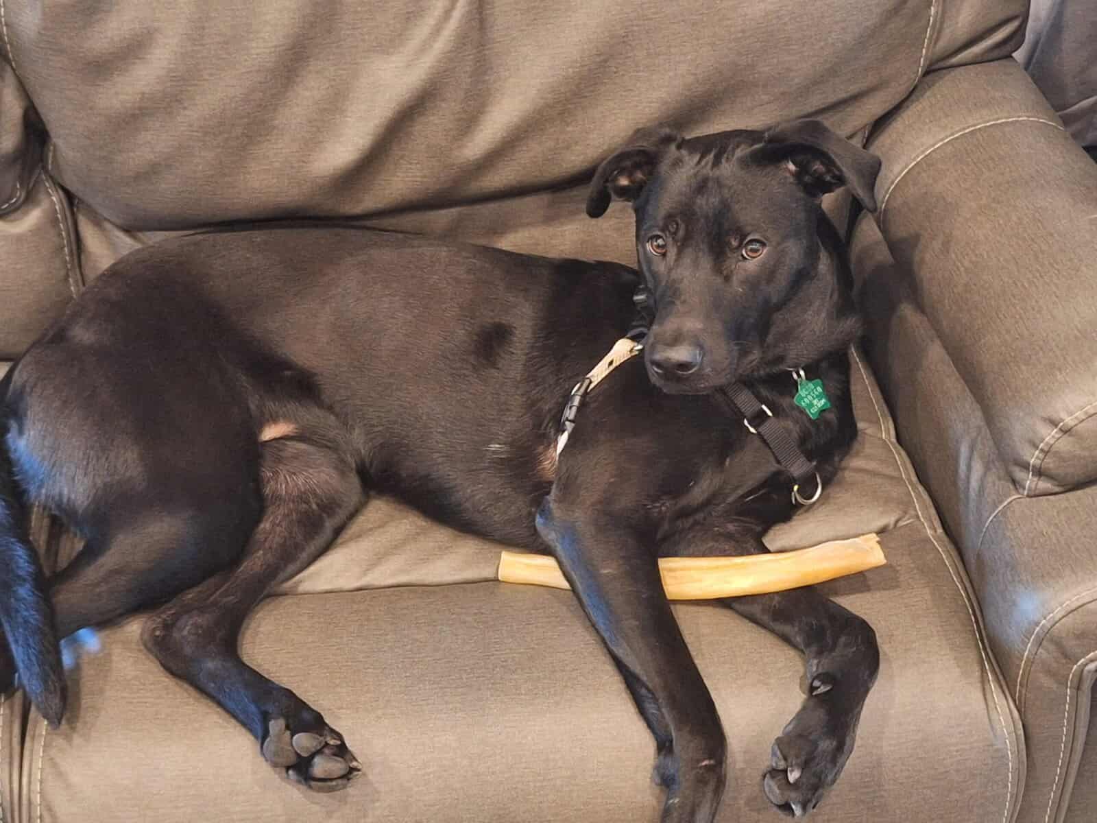Lab mix needs a home image 2