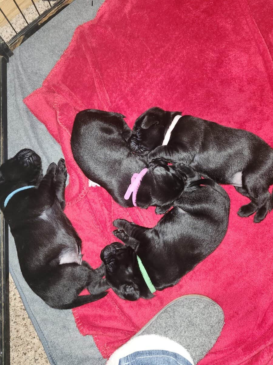 Registered Black Labrador Retriever puppies image 9