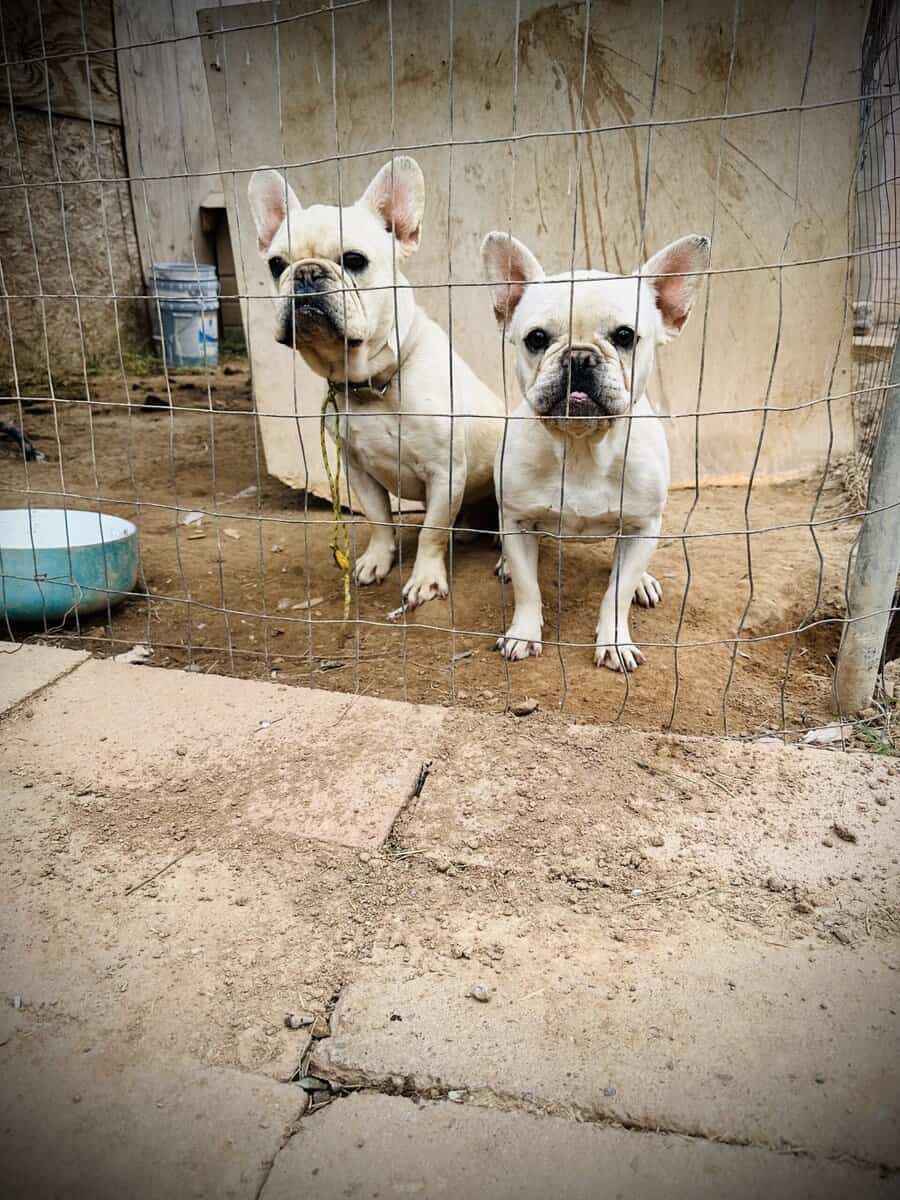2 White Frenchies for Sale image 1