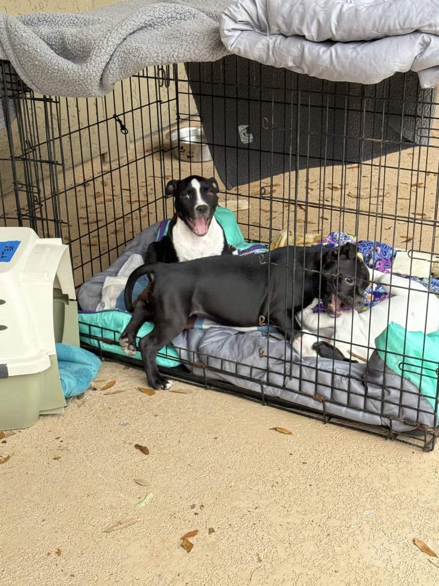 Healthy puppies need a loving home image 2