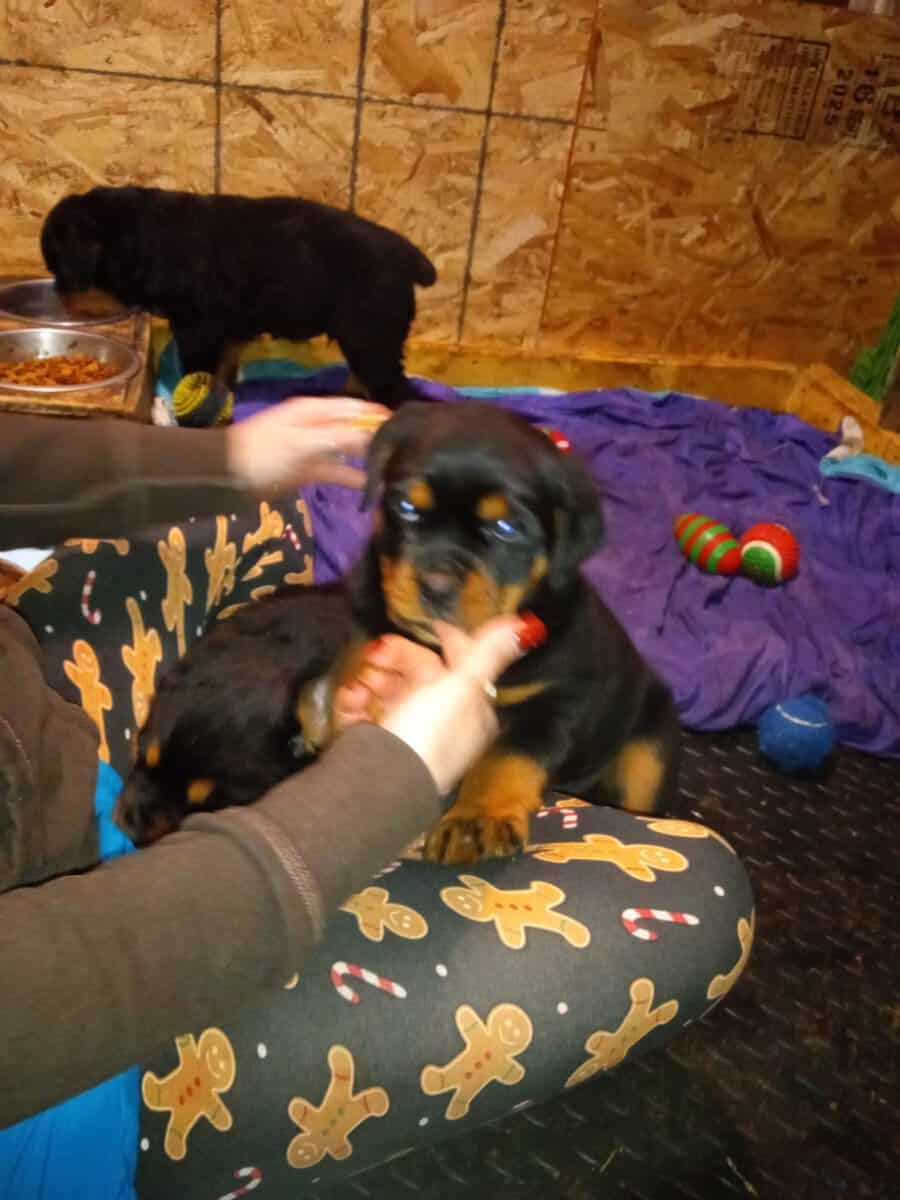 Rottweiler puppies AKC image 5